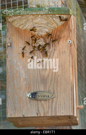 Guêpe Dolichovespula saxonica (Saxon, Vespula saxonica), vespiary dans un nid d'oiseaux fort, Allemagne Banque D'Images