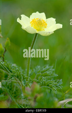 Anémone des Alpes (Pulsatilla alpina ssp. apiifolia Pulsatilla, apiifolia), fleur, Suisse Banque D'Images