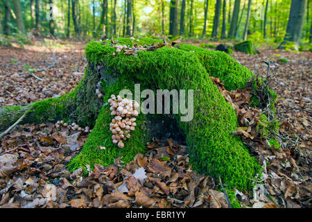 Souche d'arbre moussu dans une forêt, en Allemagne, en Rhénanie du Nord-Westphalie, Siegerland Banque D'Images