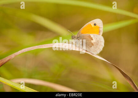 Petit heath (Coenonympha pamphilus), assis sur un brin d'herbe, de l'Allemagne, Rhénanie-Palatinat Banque D'Images