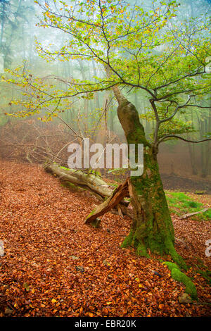 Le hêtre commun (Fagus sylvatica), Casse de arbre en forêt d'automne, en Allemagne, en Hesse, Parc National Kellerwald Banque D'Images