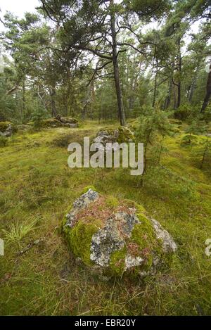 Pin sylvestre, le pin sylvestre (Pinus sylvestris), rochers moussus dans une forêt de pins sur les îles Féroé, la Suède, Gotland Banque D'Images