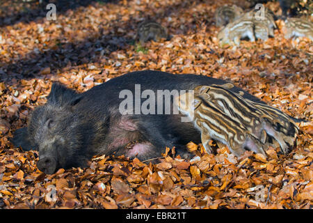 Le sanglier, le porc, le sanglier (Sus scrofa), wild sow suckling avortons, Allemagne, Sauerland Banque D'Images