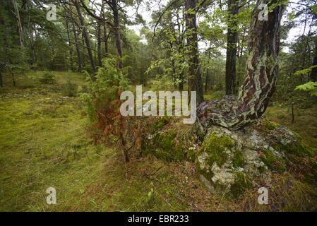 Pin sylvestre, le pin sylvestre (Pinus sylvestris), pays nordiques de la forêt mixte de pins, genévriers, mousse et d'arbres, dans la pluie, la Suède, Gotland Banque D'Images