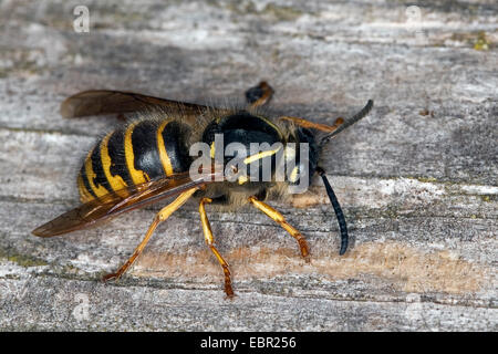 Guêpe Dolichovespula saxonica (Saxon, Vespula saxonica), Queen Bee la collecte du bois pour la construction du nid, Allemagne Banque D'Images