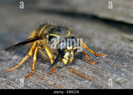 Guêpe Dolichovespula saxonica (Saxon, Vespula saxonica), femme la collecte du bois pour construire un nid, Allemagne Banque D'Images