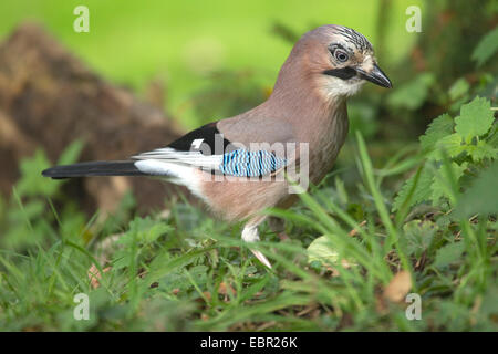 Jay (Garrulus glandarius), à la recherche de nourriture dans un pré, Allemagne, Rhénanie du Nord-Westphalie Banque D'Images