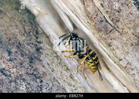 Guêpe Dolichovespula saxonica (Saxon, Vespula saxonica), femme la collecte du bois pour construire un nid, Allemagne Banque D'Images