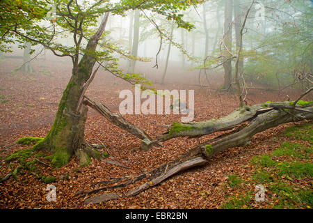 Le hêtre commun (Fagus sylvatica), arbre tombé dans la forêt d'automne, en Allemagne, en Hesse, Parc National Kellerwald Banque D'Images