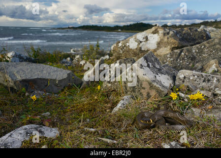 Couleuvre à collier (Natrix natrix Natrix natrix gotlandica, ), sous-espèce endémique de l'île Gotland, Suède, Gotland Banque D'Images