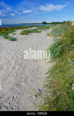 Plage de snady Holmhaellar sur Gotland, Suède, Naturschutzgebiet Holmhaellar, Gotland Banque D'Images