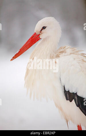 Cigogne Blanche (Ciconia ciconia), half-length portrait dans la neige, en Allemagne, en Hesse Banque D'Images