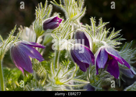 Anémone pulsatille de Haller (Pulsatilla halleri), fleur de soleil, Suisse Banque D'Images