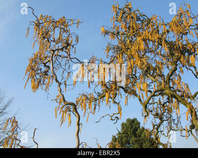 Corkscrew Hazel , Politique (Corylus avellana 'Contorta', Corylus avellana contorta), branches en fleurs, Allemagne Banque D'Images