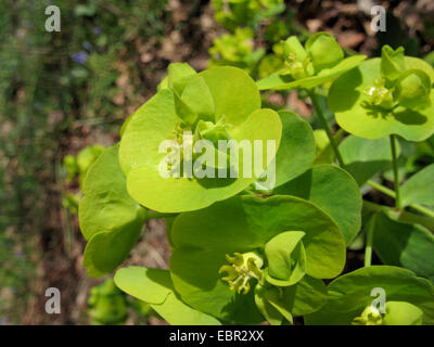 Bois l'euphorbe ésule (Euphorbia amygdaloides), inflorescences, Allemagne Banque D'Images