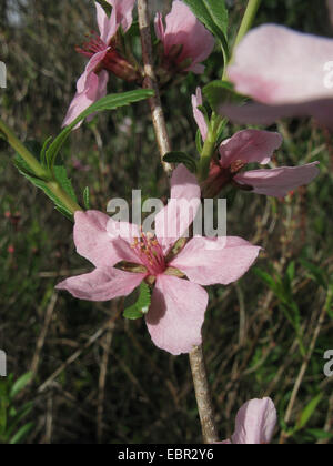 Amandier nain de Russie, Fédération de amande (Prunus tenella), la direction générale en fleurs Banque D'Images