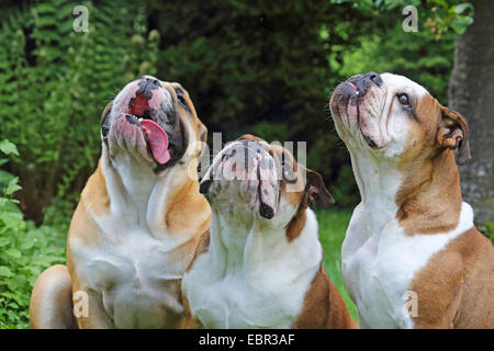 Bulldog Anglais (Canis lupus f. familiaris), trois bouledogues assis côte à côte et donnant sur le haut, Allemagne Banque D'Images