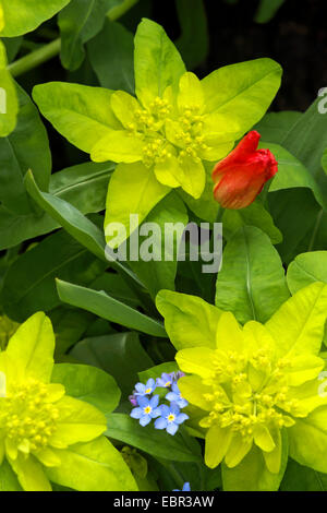 L'euphorbe ésule (Euphorbia polychroma coussin), des fleurs avec une tulipe rouge et forget-me-not Banque D'Images