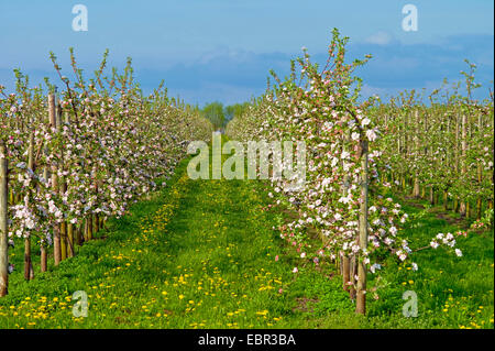 La floraison des arbres aplle à l'Altes Land près de Jork, ALLEMAGNE, Basse-Saxe Banque D'Images