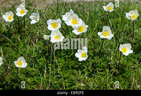 Anémone des Alpes (Pulsatilla alpina), dans un pré en fleurs, l'Autriche, Roma, le Parc National de Nockberge Banque D'Images