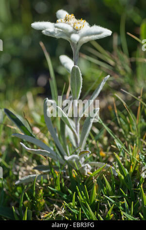 Edelweiss (Leontopodium alpinum), dans un pré en fleurs, l'Autriche, le Tyrol, Hahntennjoch Banque D'Images