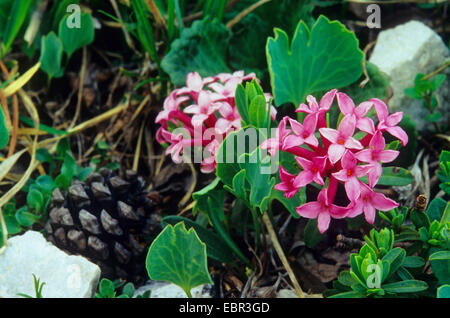 Lauréole (Daphne striata), la floraison, l'Italie, le Tyrol du Sud, Dolomiten Banque D'Images