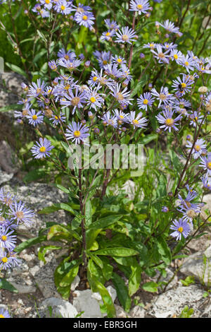 Aster italien, italien Starwort, Michaelmas Daisy (Aster amellus), blooming, Allemagne Banque D'Images