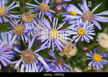 Aster italien, italien Starwort, Michaelmas Daisy (Aster amellus), blooming, Allemagne Banque D'Images