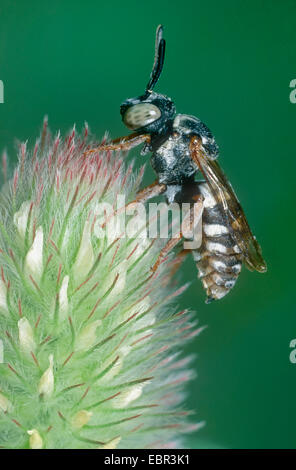 Epeolus cruciger (Epeolus cruciger), sur haresfoot trèfle (Trifolium arvense), Allemagne Banque D'Images