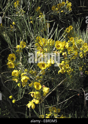 Cassia, argent, argent plumeuses Cassia senna Senna (artemisioides, Cassia artemisioides), la direction générale en fleurs Banque D'Images