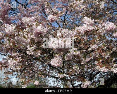 Cerisier de Sargent, Sargent cerisier (Prunus sargentii 'Accolade', Prunus sargentii Accolade), le cultivar Accolde Banque D'Images