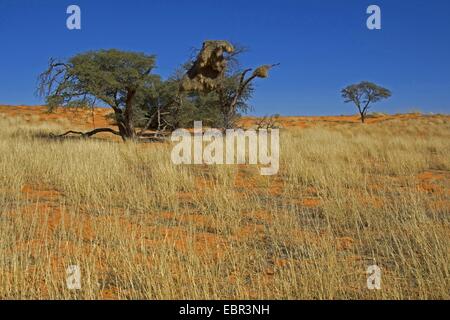 Sociable weaver (Philetairus socius), arbre de nidification, Afrique du Sud, Northern Cape, Kgalagadi Transfrontier National Park Banque D'Images