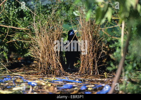 Oiseau satin (Ptilonorhynchus violaceus), homme travaillant sur son Bower, l'Australie, Victoria Banque D'Images