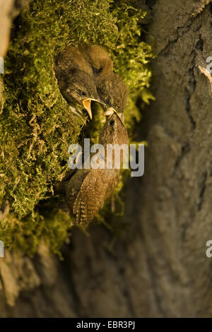 Troglodyte mignon (Troglodytes troglodytes), nourrir ses poussins dans un nid, Allemagne, Rhénanie du Nord-Westphalie Banque D'Images