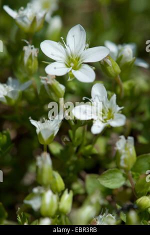 Sandwort Arenaria ciliata (franges), blooming, Suisse Banque D'Images