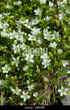 Sandwort Arenaria ciliata (franges), blooming, Suisse Banque D'Images