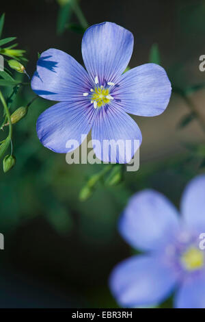 Lin (Linum austriacum autrichienne), fleurs, Suisse Banque D'Images