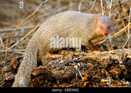 Indian Mongoose, Gris Gris commun (mangouste Herpestes edwardsii), à la recherche dans l'appareil photo, de l'Inde Banque D'Images