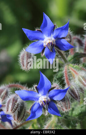 Borago officinalis bourrache (commune), fleurs Banque D'Images