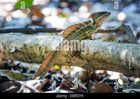 Basilic commun (cf. Basiliscus basiliscus), homme, Costa Rica, Parc National Manuel Antonio Banque D'Images