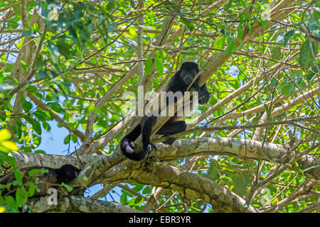 Hurleurs Alouatta palliata (manteau), repose en haut de l'arbre, le Costa Rica, Parc National Manuel Antonio Banque D'Images