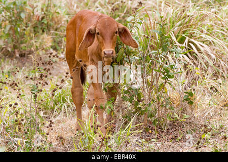 Zébu, la butte de bovins, les bovins (Bos primigenius Indicus indicus, Bos indicus), mollet debout dans l'arbuste, le Costa Rica, Jaco Banque D'Images