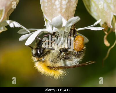 Carder cardeur commun, d'abeilles abeille (Bombus pascuorum, Bombus agrorum), nourriture des travailleurs sur la vessie (Silene vulgaris), Allemagne Banque D'Images