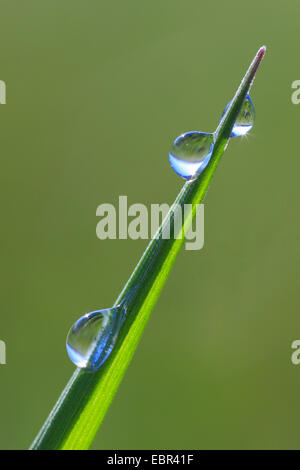 Brin d'herbe avec dewdrops, Suisse Banque D'Images