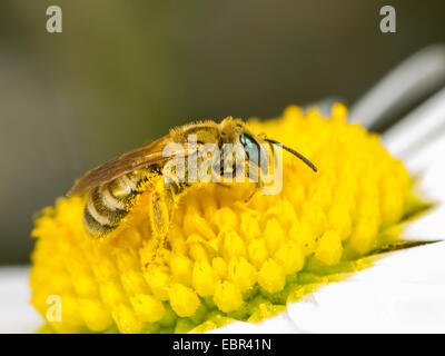 Halictus leucaheneus leucaheneus Halictus (femelle), sur la quête de la marguerite Leucanthemum vulgare (fleurs), Allemagne Banque D'Images