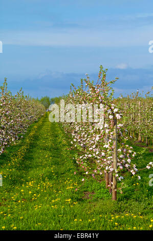 Pommier (Malus domestica), la floraison des arbres aplle à l'Altes Land près de Jork, ALLEMAGNE, Basse-Saxe Banque D'Images