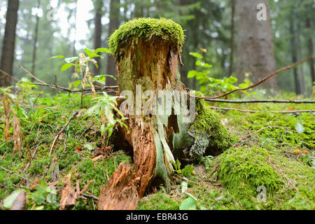Tronc d'arbre pourri et moussue dans une forêt, l'Allemagne, la Bavière Banque D'Images