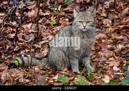 Chat Sauvage Européen, forêt wildcat (Felis silvestris silvestris), assis sur la masse du feuillage d'une forêt, l'Allemagne, la Bavière, le Parc National de la Forêt bavaroise Banque D'Images