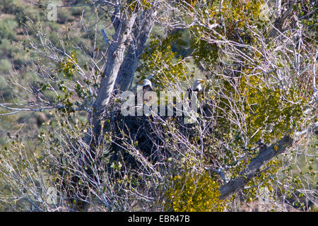 American Bald Eagle (Haliaeetus leucocephalus), couple dans aerie Cottonwood Tree, USA, Arizona, Saltriver Banque D'Images