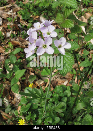 Bog Rose, fleur de Coucou, Lady's Smock, Milkmaids (Cardamine pratensis var. nemorosa, Cardamine nemorosa), qui fleurit sur le sol des forêts, de l'ALLEMAGNE, Basse-Saxe Banque D'Images